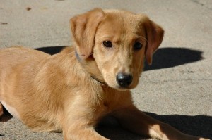 My dog, Stella, at 4 1/2 months.