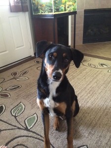 Harley2-Houston-Dog-Trainer