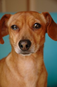 puppy-potty-training