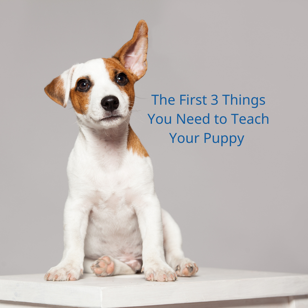 Thing deals 3 dog